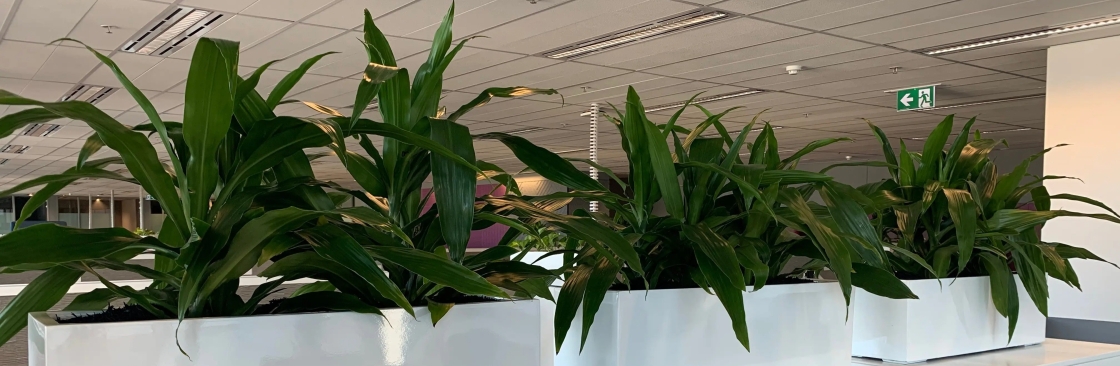 Foliage Indoor Plant Hire Cover Image